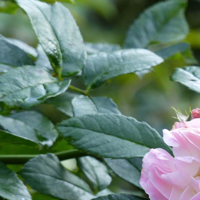 Floribundaruusu Bouquet Parfait (Lehvistö)