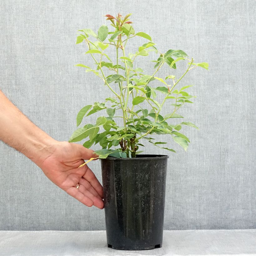 Esimerkki kesällä toimitetusta Floribundaruusu Burgundy Ice 2 litran/3 litran ruukku-taimesta