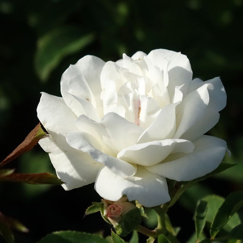 Floribundaruusu Carte Blanche (Kukinta)