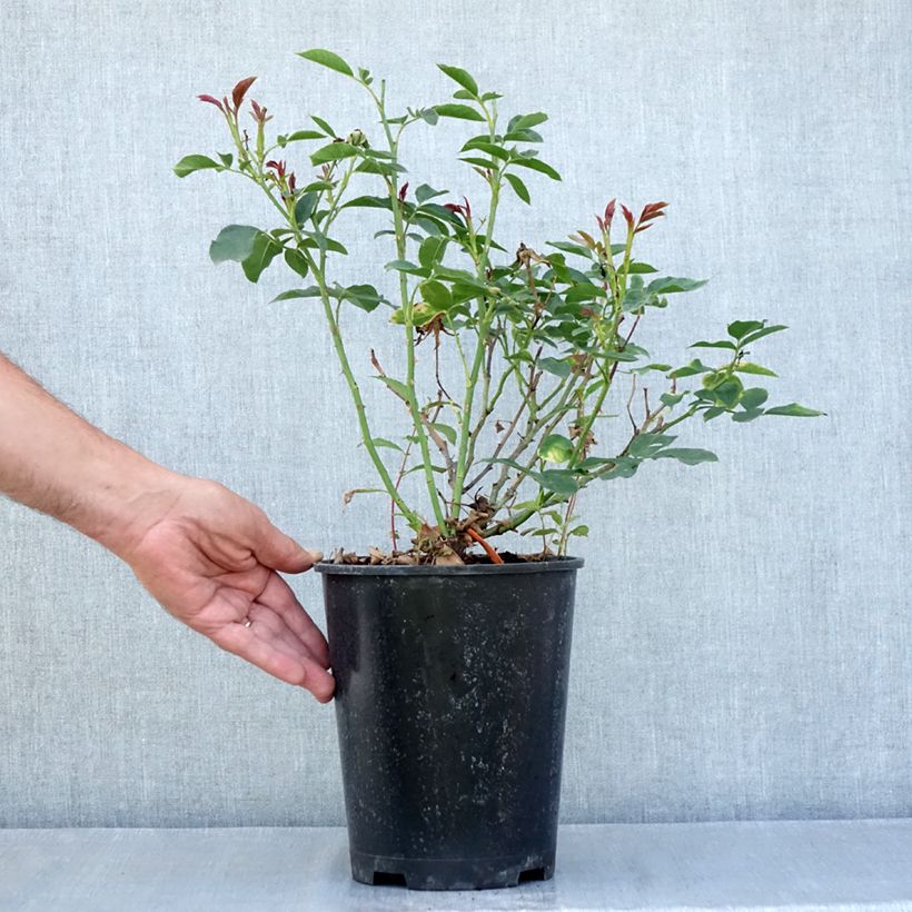 Esimerkki kesällä toimitetusta Floribundaruusu Carte Blanche 4 litran/5 litran ruukku-taimesta