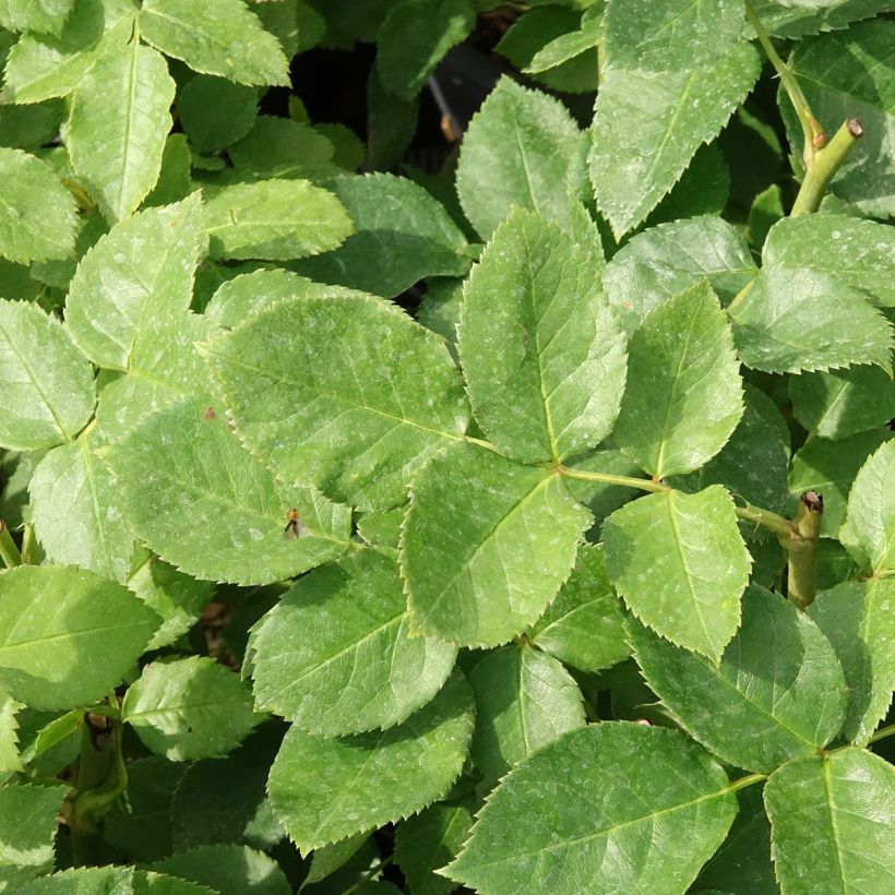 Floribundaruusu Carte D'OR (Lehvistö)