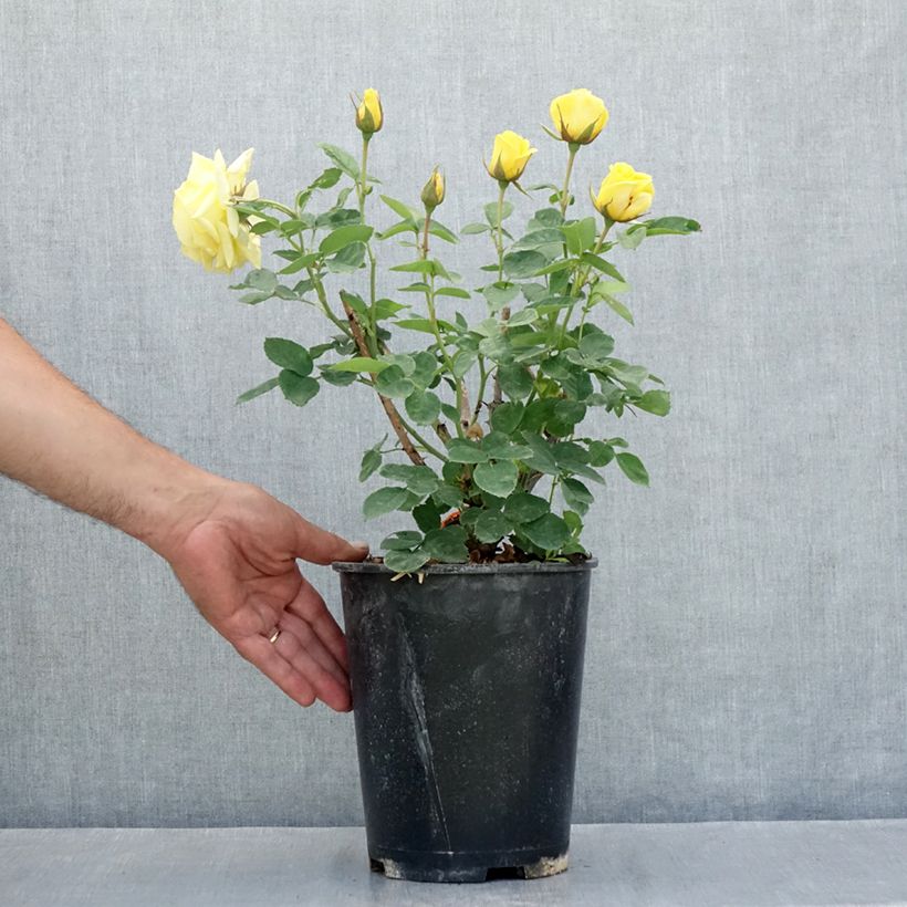 Esimerkki kesällä toimitetusta Floribundaruusu Carte D'OR 4 litran/5 litran ruukku-taimesta