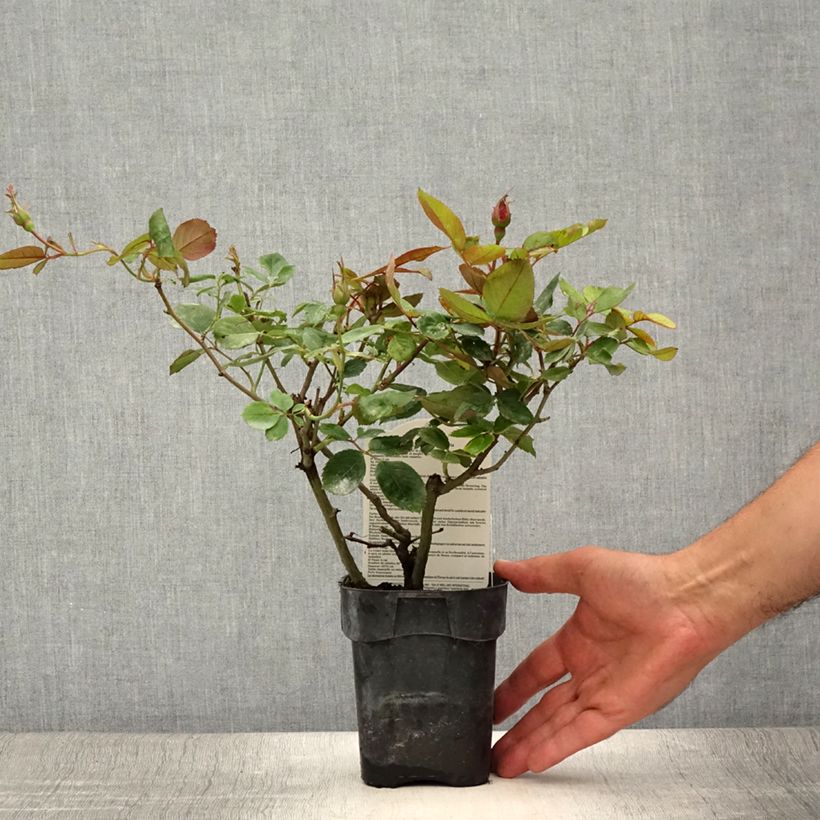 Esimerkki kesällä toimitetusta Floribundaruusu Cherry Bonica 10 cm/11 cm ruukku-taimesta