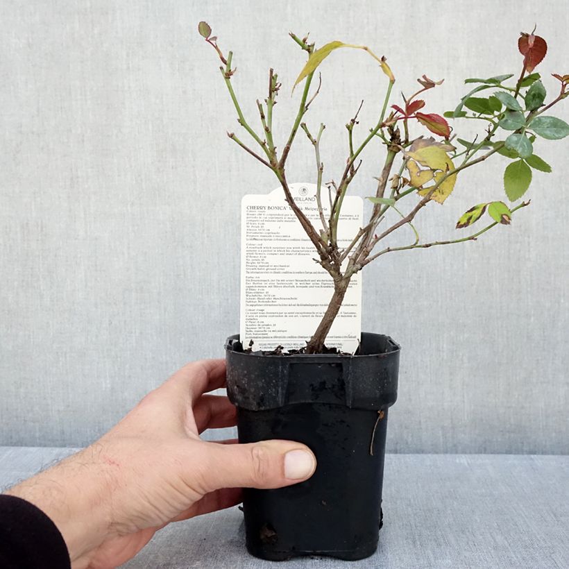 Esimerkki syksyllä toimitetusta Floribundaruusu Cherry Bonica 10 cm/11 cm ruukku-taimesta