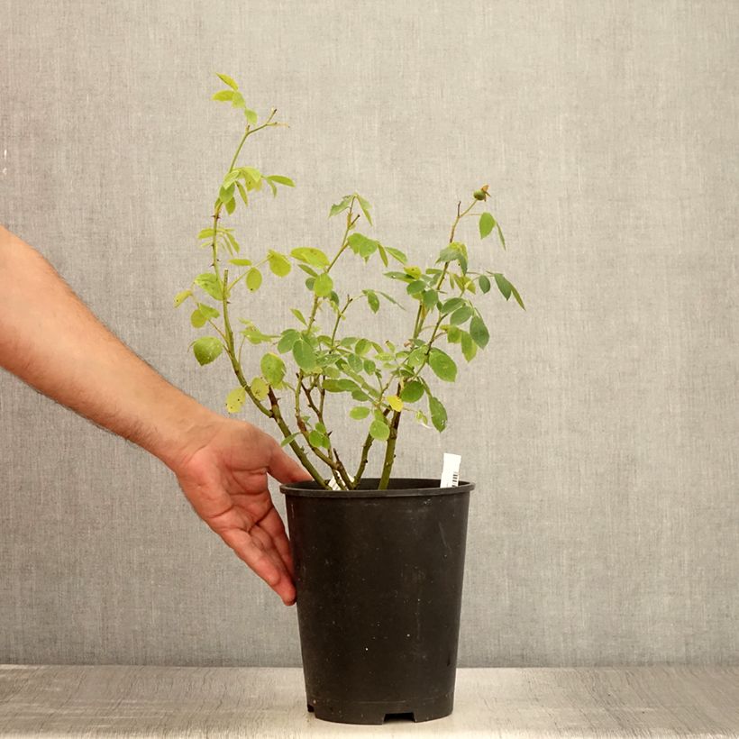 Esimerkki kesällä toimitetusta Floribundaruusu Comtesse André d'Oultremont 4 litran/5 litran ruukku-taimesta