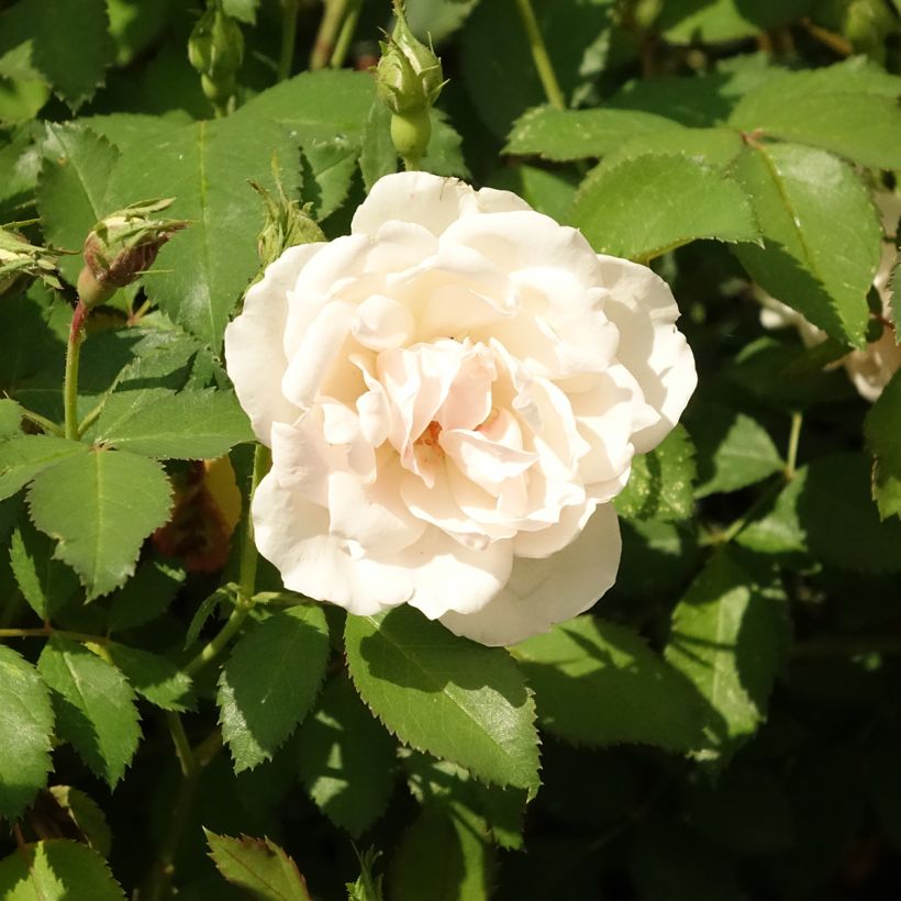 Floribundaruusu Crème Chantilly (Kukinta)