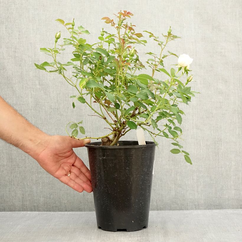 Esimerkki kesällä toimitetusta Floribundaruusu Crème Chantilly 4 litran/5 litran ruukku-taimesta
