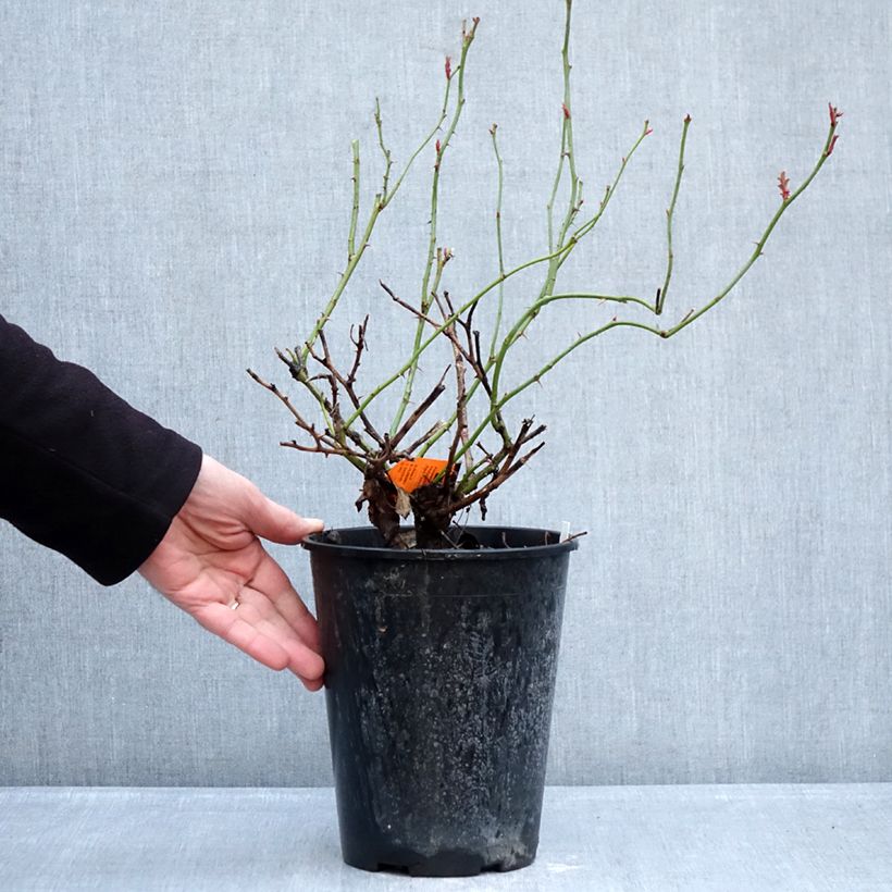 Esimerkki talvella toimitetusta Floribundaruusu Crème Chantilly 4 litran/5 litran ruukku-taimesta