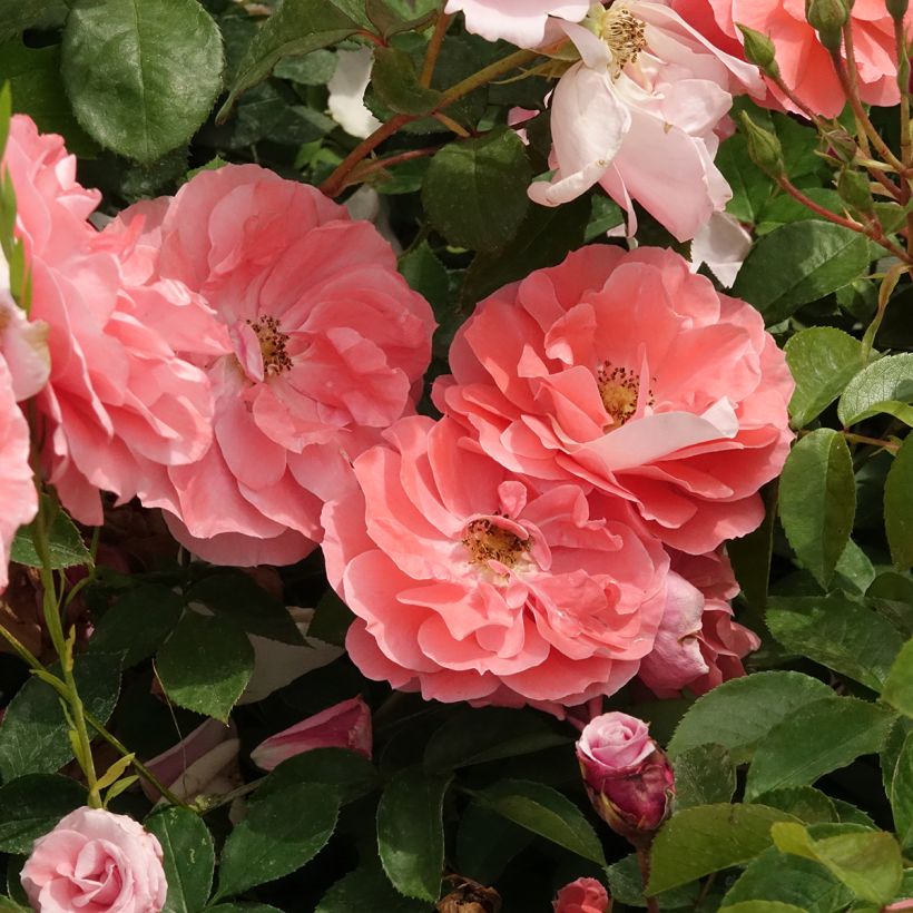 Floribundaruusu Favorite (Kukinta)