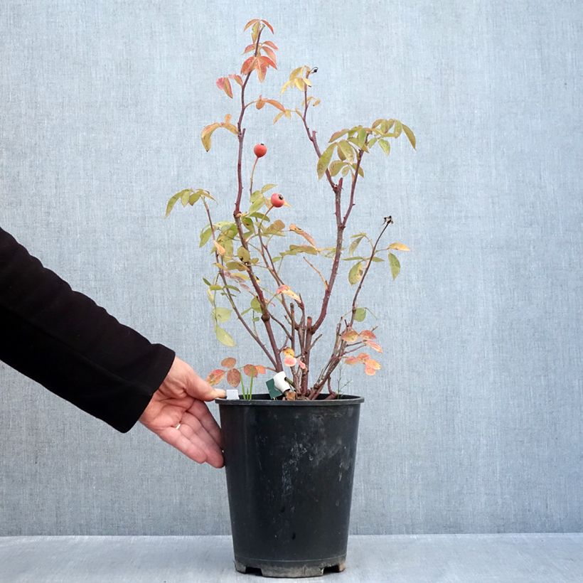 Esimerkki syksyllä toimitetusta Floribundaruusu Favorite 4 litran/5 litran ruukku-taimesta