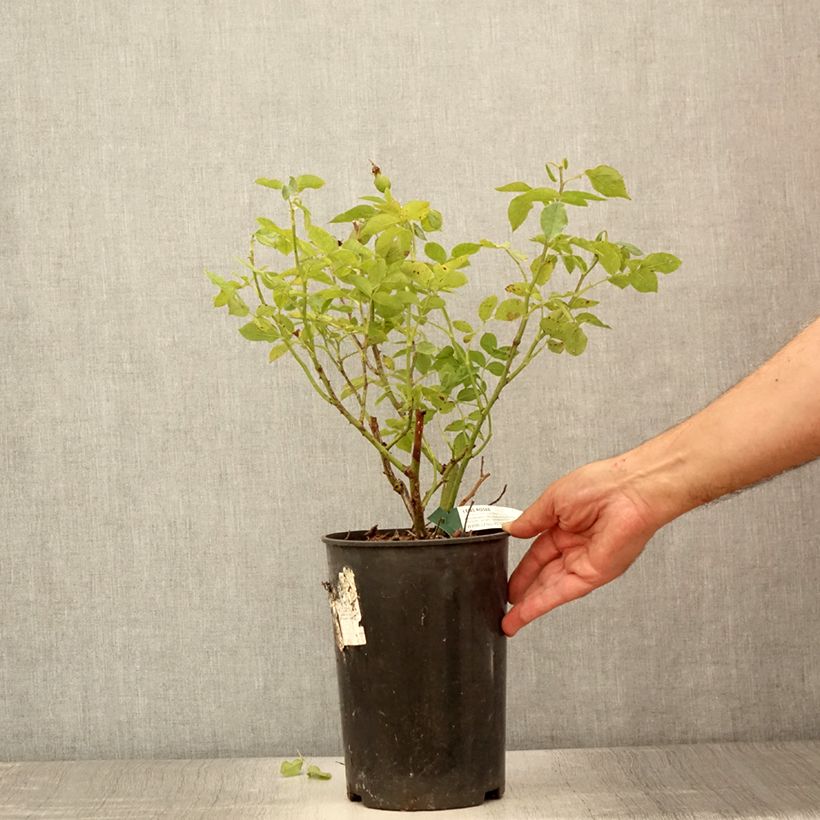 Esimerkki kesällä toimitetusta Floribundaruusu Favorite 4 litran/5 litran ruukku-taimesta
