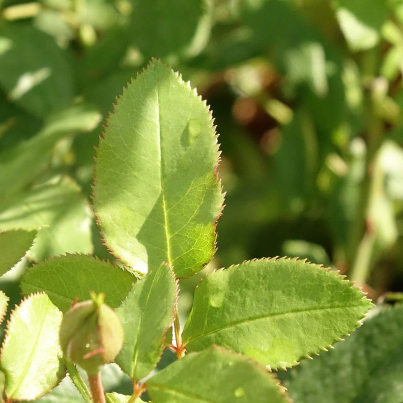 Floribundaruusu Fizzy Lady (Lehvistö)