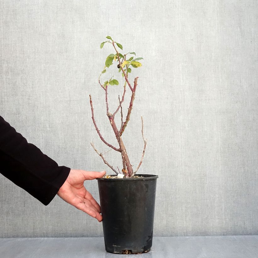 Esimerkki syksyllä toimitetusta Floribundaruusu Fizzy Lady 4 litran/5 litran ruukku-taimesta