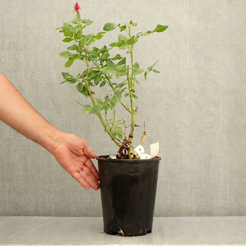 Esimerkki kesällä toimitetusta Floribundaruusu Fizzy Lady 4 litran/5 litran ruukku-taimesta