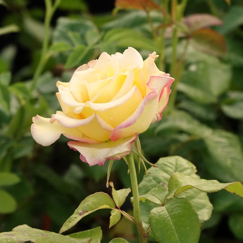 Floribundaruusu Flame Origami (Kukinta)