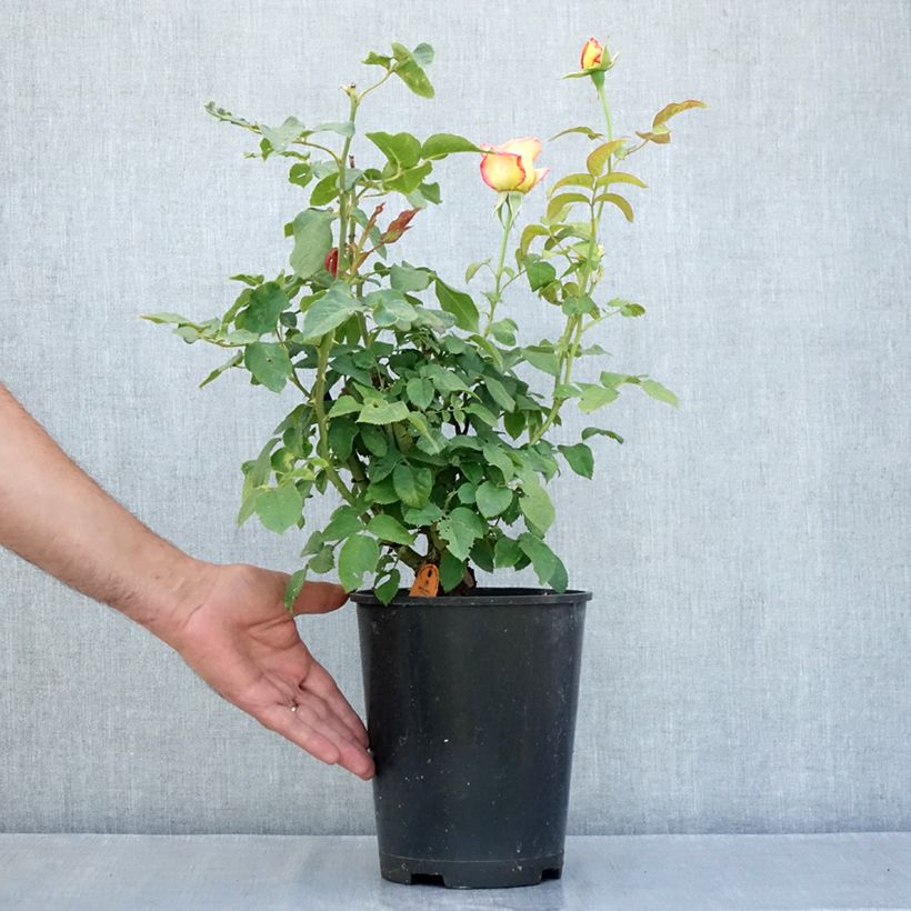 Esimerkki kesällä toimitetusta Floribundaruusu Flame Origami 4 litran/5 litran ruukku-taimesta