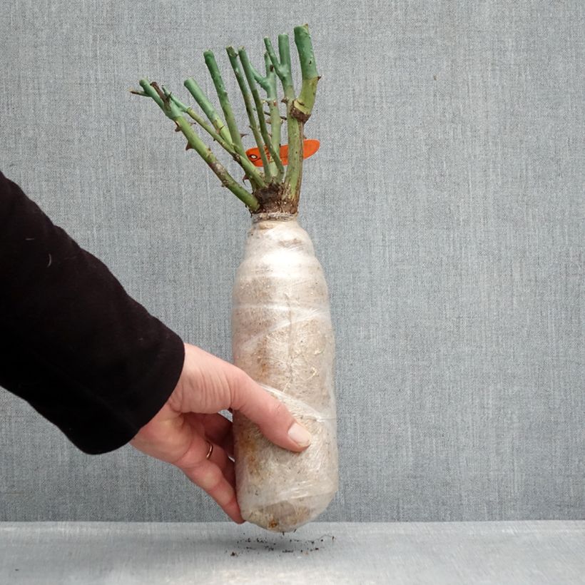 Esimerkki talvella toimitetusta Floribundaruusu Flame Origami Paljaat juuret paakussa-taimesta