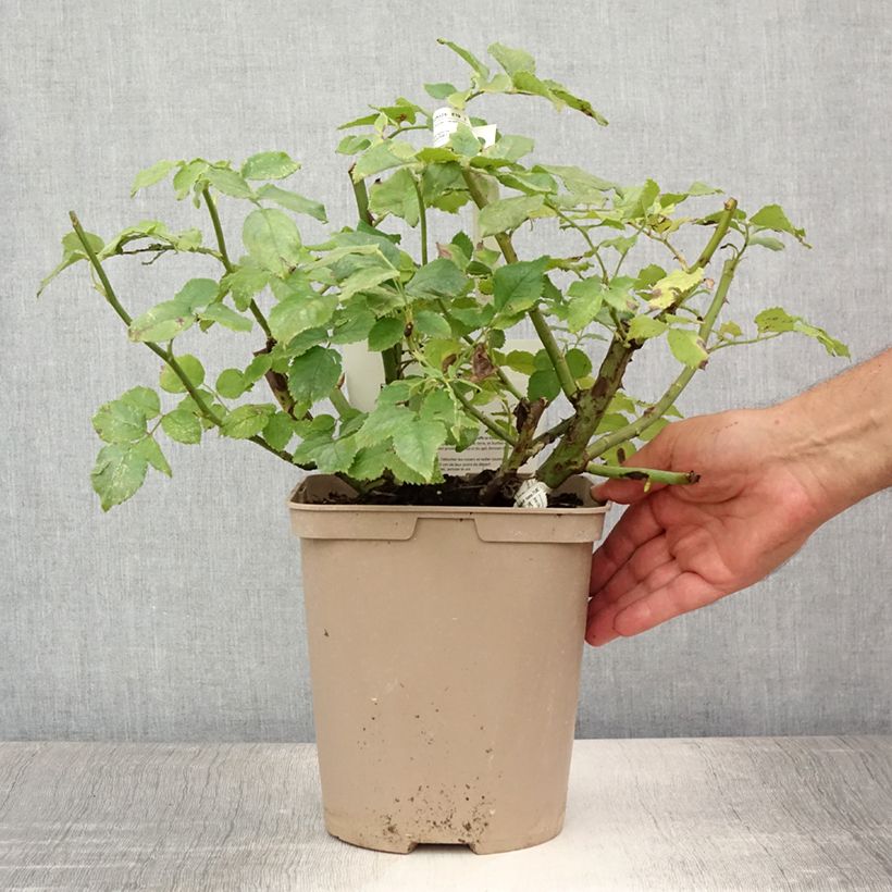 Esimerkki kesällä toimitetusta Floribundaruusu Folle Courtisane Delparfroni 4 litran/5 litran ruukku-taimesta