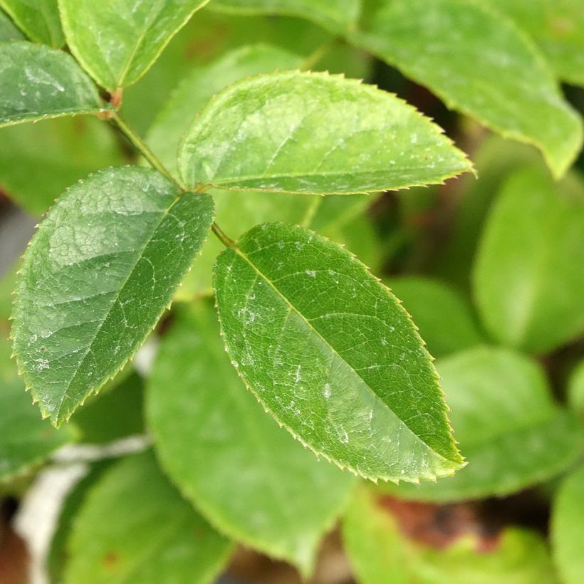 Floribundaruusu Folle Courtisane Delparfroni (Lehvistö)