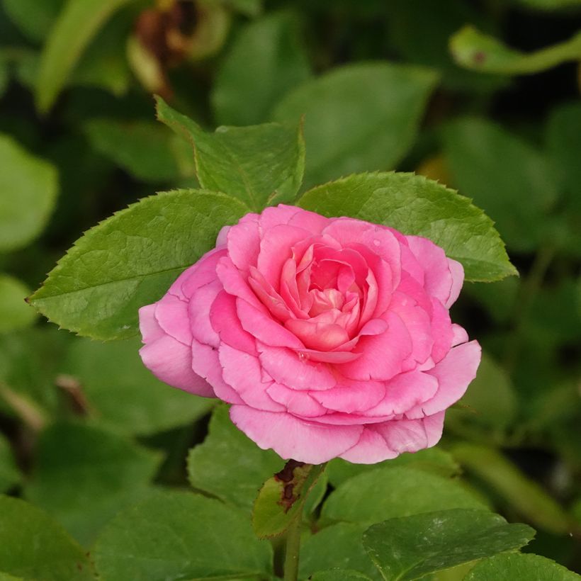 Floribundaruusu Folle Courtisane Delparfroni (Kukinta)