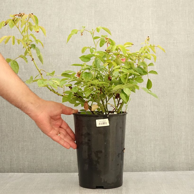 Esimerkki kesällä toimitetusta Floribundaruusu Folle Framboise 4 litran/5 litran ruukku-taimesta