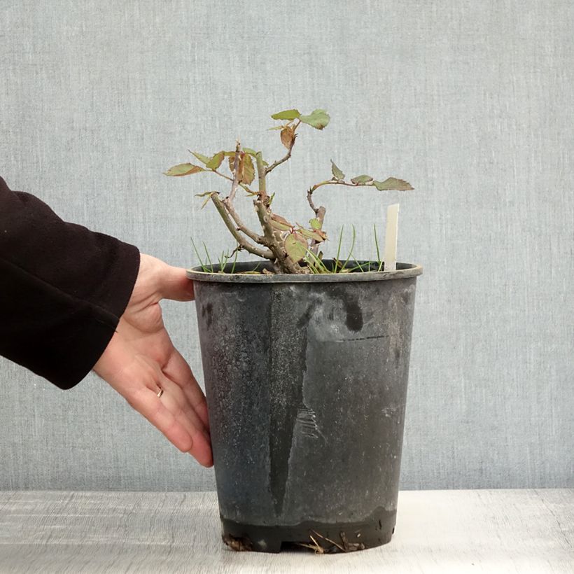 Esimerkki syksyllä toimitetusta Floribundaruusu Friesia 2 litran/3 litran ruukku-taimesta