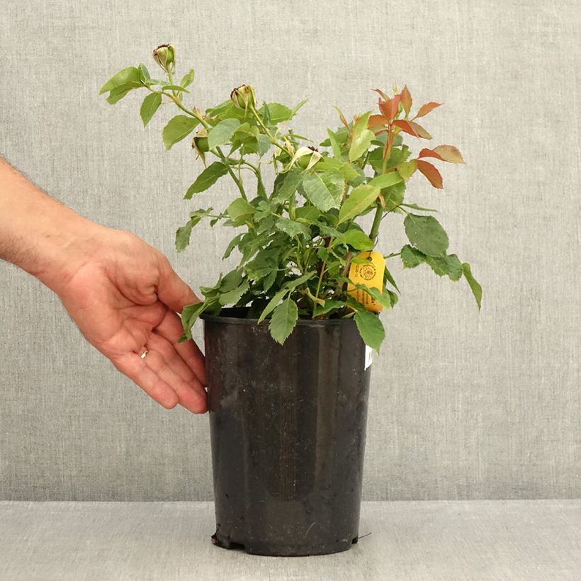 Esimerkki kesällä toimitetusta Floribundaruusu Friesia 2 litran/3 litran ruukku-taimesta