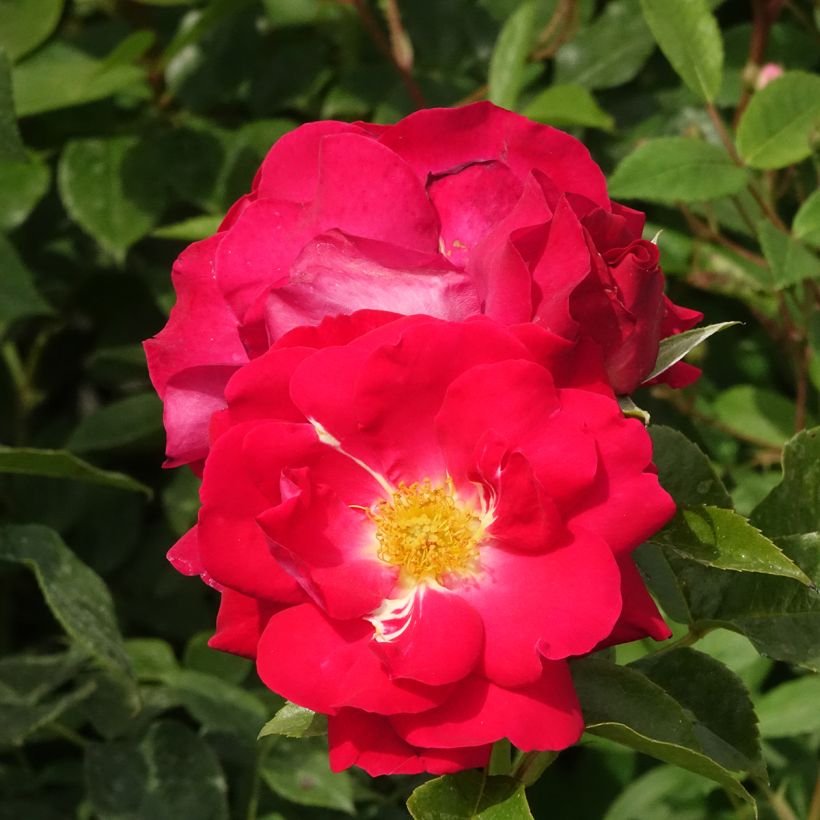 Floribundaruusu Garance (Kukinta)