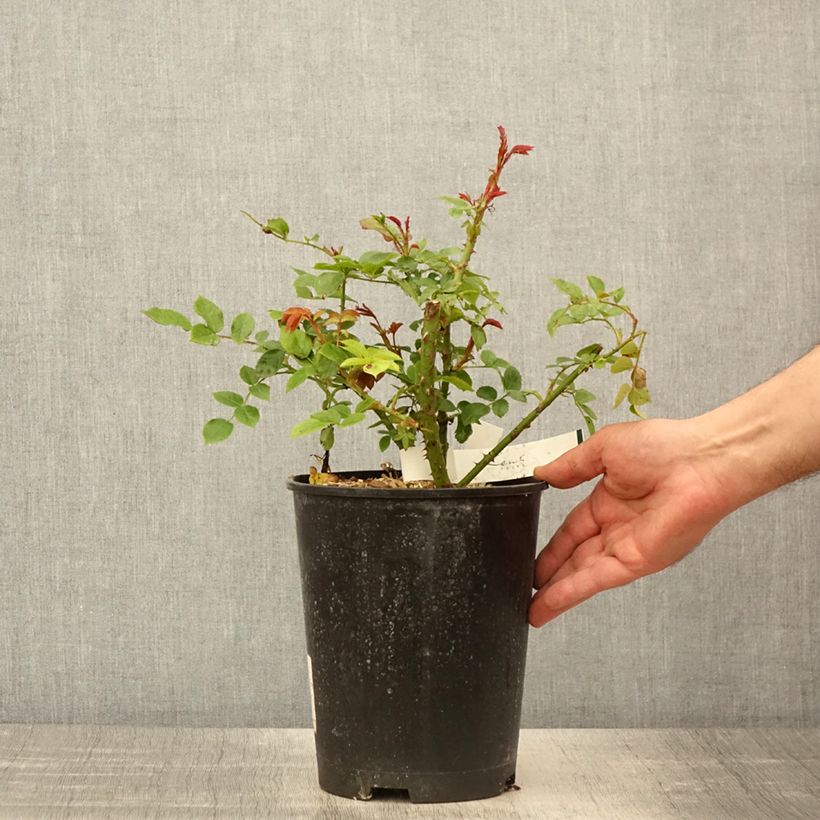 Esimerkki keväällä toimitetusta Floribundaruusu Garance 4 litran/5 litran ruukku-taimesta