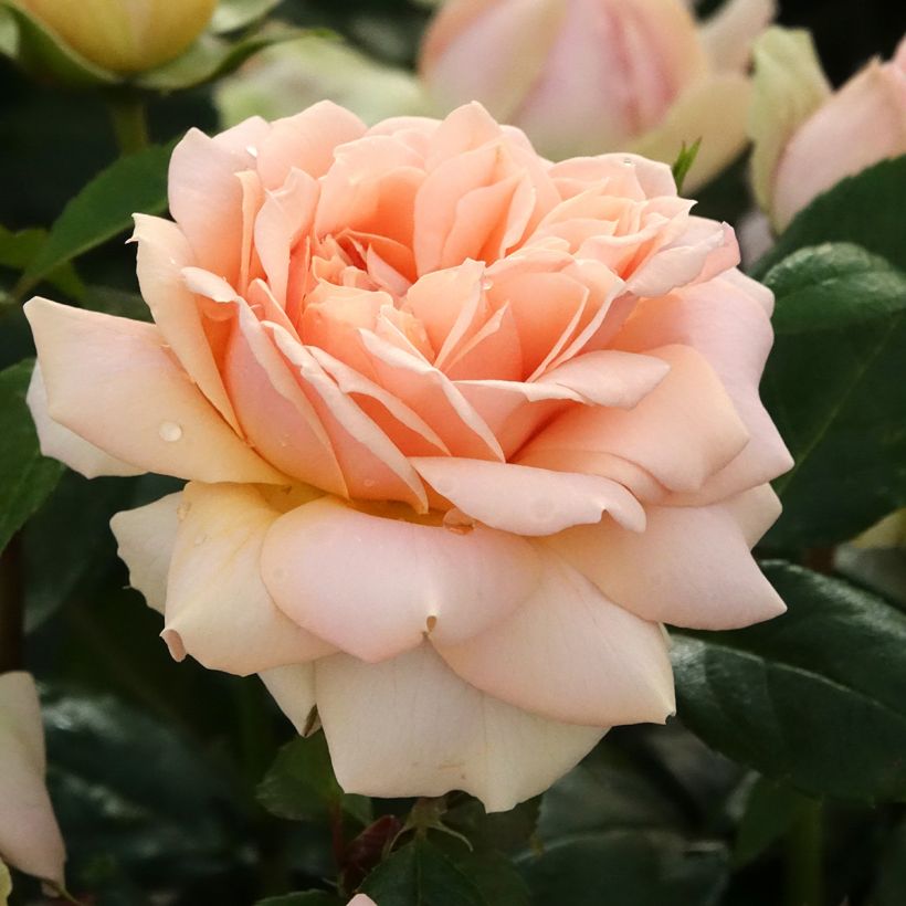 Ryhmäruusu Garden of Roses (Kukinta)