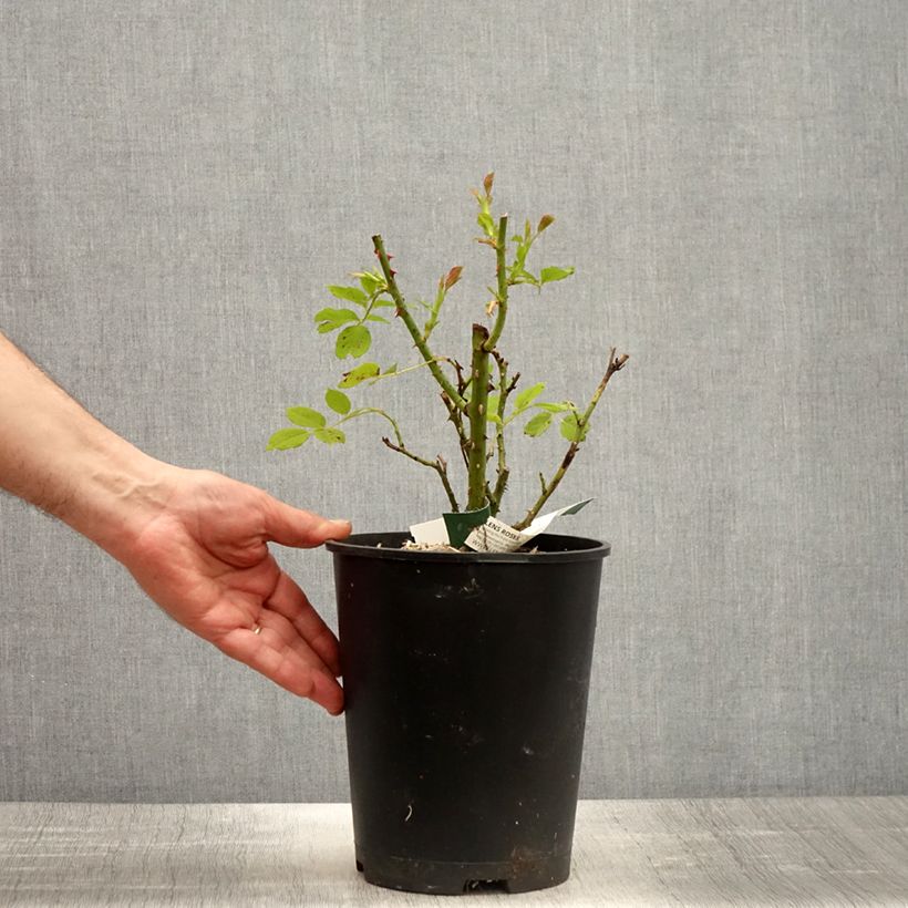 Esimerkki keväällä toimitetusta Floribundaruusu Greensleeves 4 litran/5 litran ruukku-taimesta