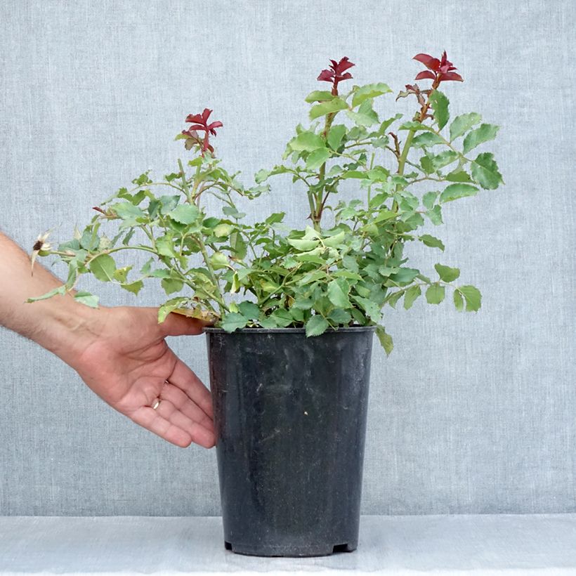 Esimerkki kesällä toimitetusta Floribundaruusu Hedge Charmers 4 litran/5 litran ruukku-taimesta