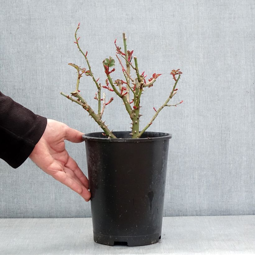 Esimerkki talvella toimitetusta Floribundaruusu Hedge Charmers 4 litran/5 litran ruukku-taimesta