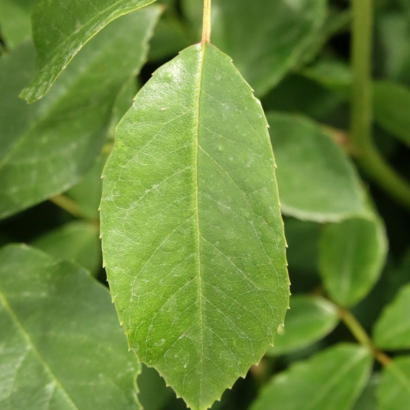 Floribundaruusu Iceberg (Lehvistö)
