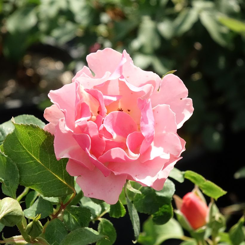 Floribundaruusu Jean Cocteau (Kukinta)