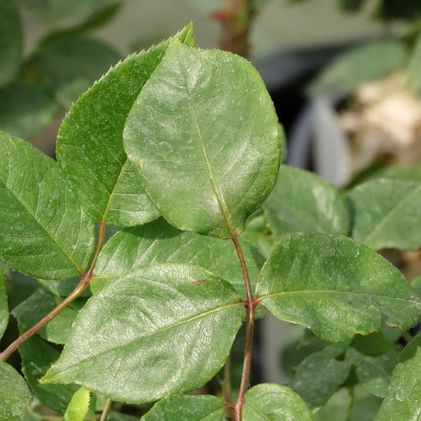 Floribundaruusu Julio Iglesias (Lehvistö)