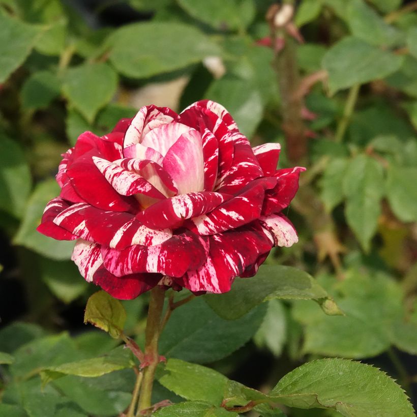 Floribundaruusu Julio Iglesias (Kukinta)