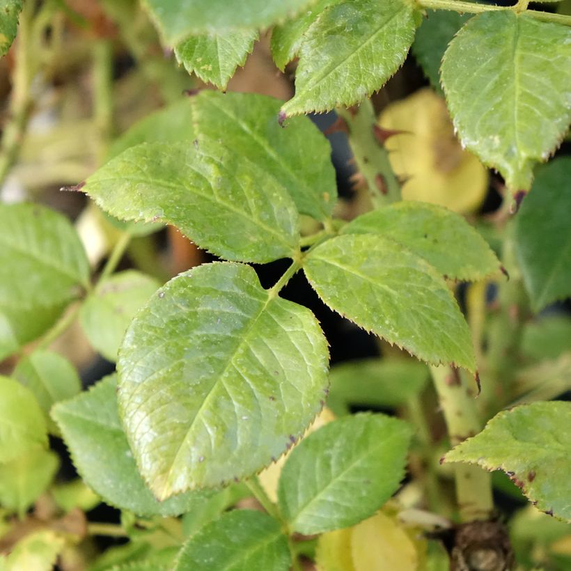 Floribundaruusu La Sauvagine Terre et Passion Delflorobla (Lehvistö)