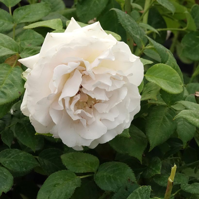 Floribundaruusu La Sauvagine Terre et Passion Delflorobla (Kukinta)