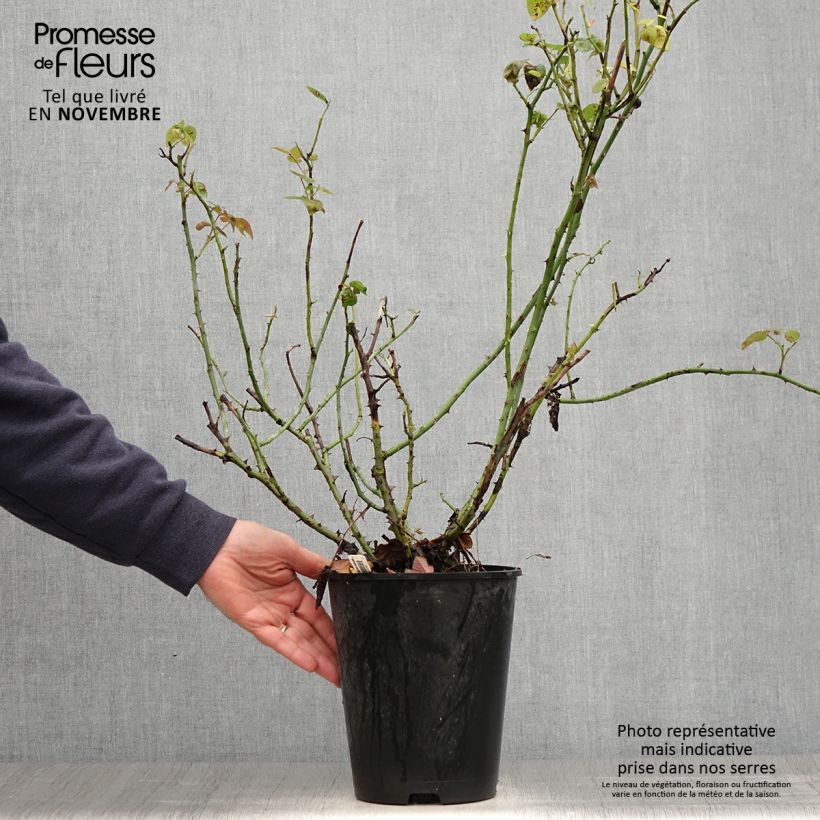 Esimerkki syksyllä toimitetusta Floribundaruusu La Sauvagine Terre et Passion Delflorobla 4 litran/5 litran ruukku-taimesta