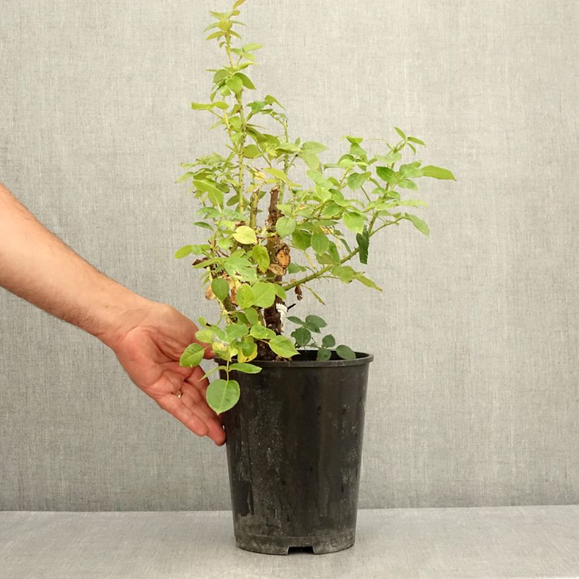 Esimerkki kesällä toimitetusta Floribundaruusu La Sauvagine Terre et Passion Delflorobla 4 litran/5 litran ruukku-taimesta