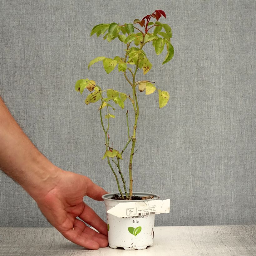 Esimerkki kesällä toimitetusta Floribundaruusu La Sevillana Meigekanu 10 cm/11 cm ruukku-taimesta