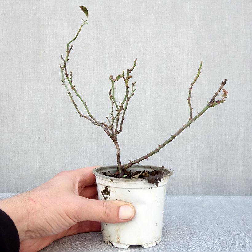 Esimerkki syksyllä toimitetusta Floribundaruusu La Sevillana Meigekanu 10 cm/11 cm ruukku-taimesta