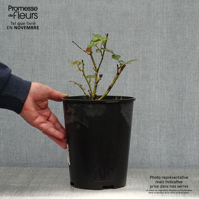 Esimerkki syksyllä toimitetusta Floribundaruusu Laminuette 2 litran/3 litran ruukku-taimesta