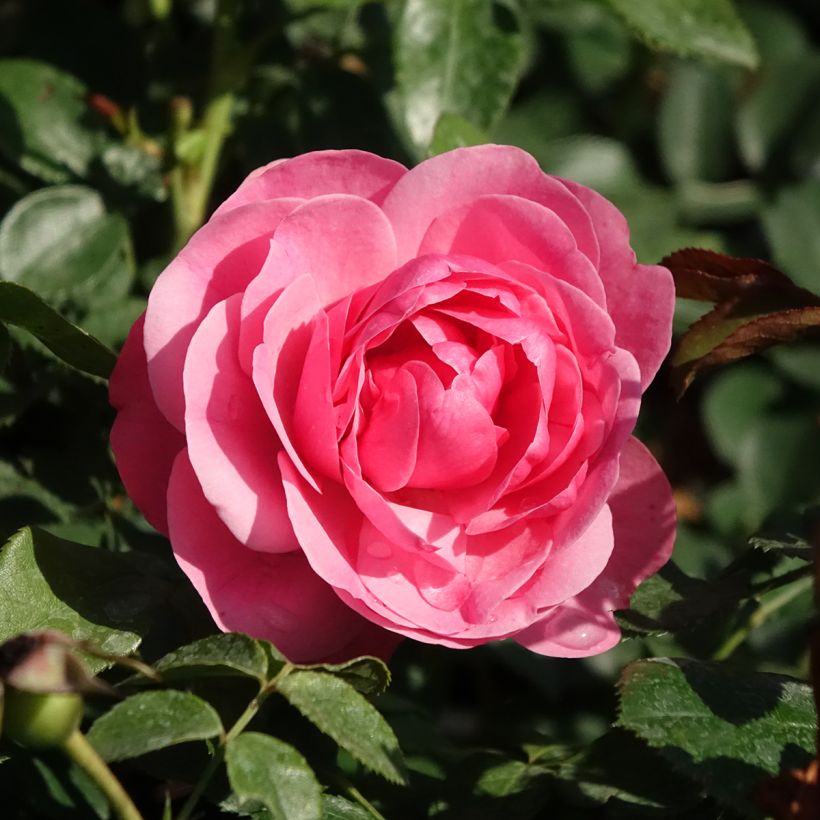 Floribundaruusu Leonardo Da Vinci Meideauri (Kukinta)