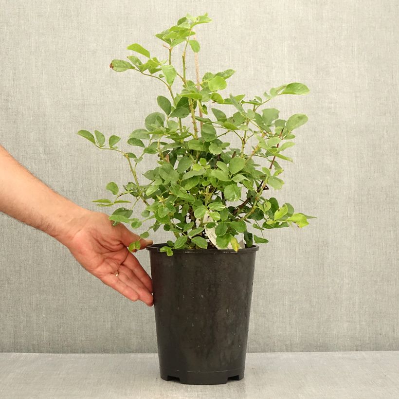 Esimerkki kesällä toimitetusta Floribundaruusu Lili Marleen 4 litran/5 litran ruukku-taimesta