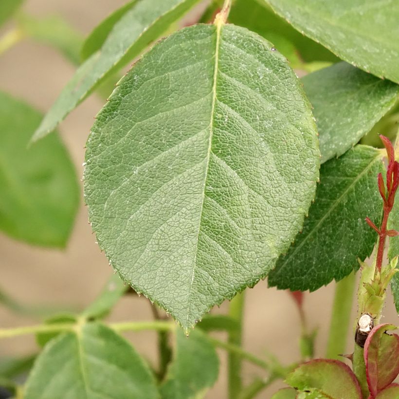 Floribundaruusu Love letter LENpiro (Lehvistö)