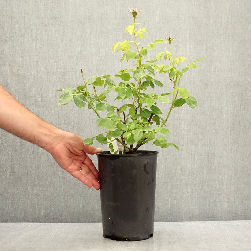 Esimerkki kesällä toimitetusta Floribundaruusu Love letter LENpiro 4 litran/5 litran ruukku-taimesta