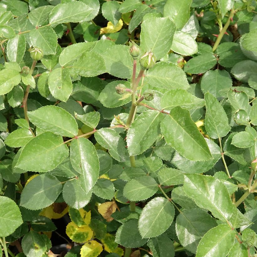 Floribundaruusu Manou MEILLAND (Lehvistö)