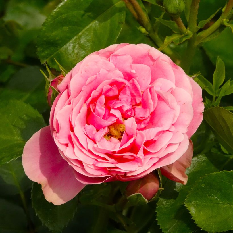 Floribundaruusu Manou MEILLAND (Kukinta)